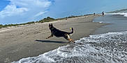 Kingsley is registered to the contest to win money with this photo: dog, german_shepherd, beach, water, waves, sand, sky, clouds, people, playing, outdoor, sunny, nature, shore, animal, pet, running, coast, vacation, recreation