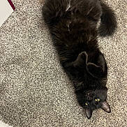 Monster joined the competition — help win amazing prizes! cat, black_cat, pet, animal, lying_down, carpet, indoor, fur, cute, playful, yellow_eyes, whiskers, relaxed, paws, tail, feline, home, floor, looking_up, cozy