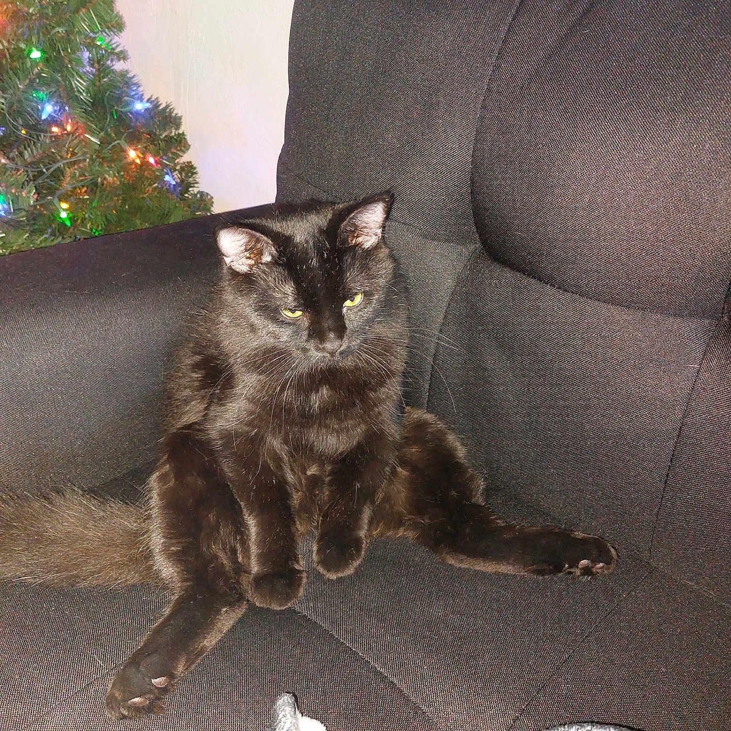 Monster is registered to the contest to win money with this photo: animal, black_cat, blanket, cat, christmas_tree, couch, cozy, decorations, ears, fur, furniture, holiday_lights, home, indoor, pet, relaxed, sitting, tail, whiskers, yellow_eyes