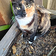 Chunk'S joined the competition — help win amazing prizes! cat, tortoiseshell, animal, pet, outdoor, wood, soil, dried_leaves, feather, plant, curious, whiskers, yellow_eyes, feline, nature, close_up, sitting, garden, wooden_box, fur