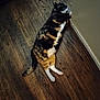 Chunk'S joined the competition — help win amazing prizes! cat, calico, lying_down, wood_floor, indoor, curious, pet, animal, fur, whiskers, tail, relaxed, home, wall, flooring, domestic, mammal, resting, cute, feline