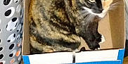 Chunk'S is registered to the contest to win money with this photo: cat, tortoiseshell_cat, cardboard_box, laundry_basket, floor, wooden_floor, indoor, pet, animal, box, container, curious, feline, resting, cozy, small_space, domestic, household_item, comfortable, closeup