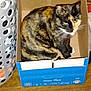 cat, tortoiseshell_cat, cardboard_box, laundry_basket, floor, wooden_floor, indoor, pet, animal, box, container, curious, feline, resting, cozy, small_space, domestic, household_item, comfortable, closeup