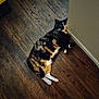Chunk'S is registered to the contest to win money with this photo: cat, tortoiseshell, indoor, floor, wooden_floor, wall, pet, animal, feline, resting, lying_down, domestic_cat, home, cozy, flooring, toes, sandals, relaxed, cute, surprised