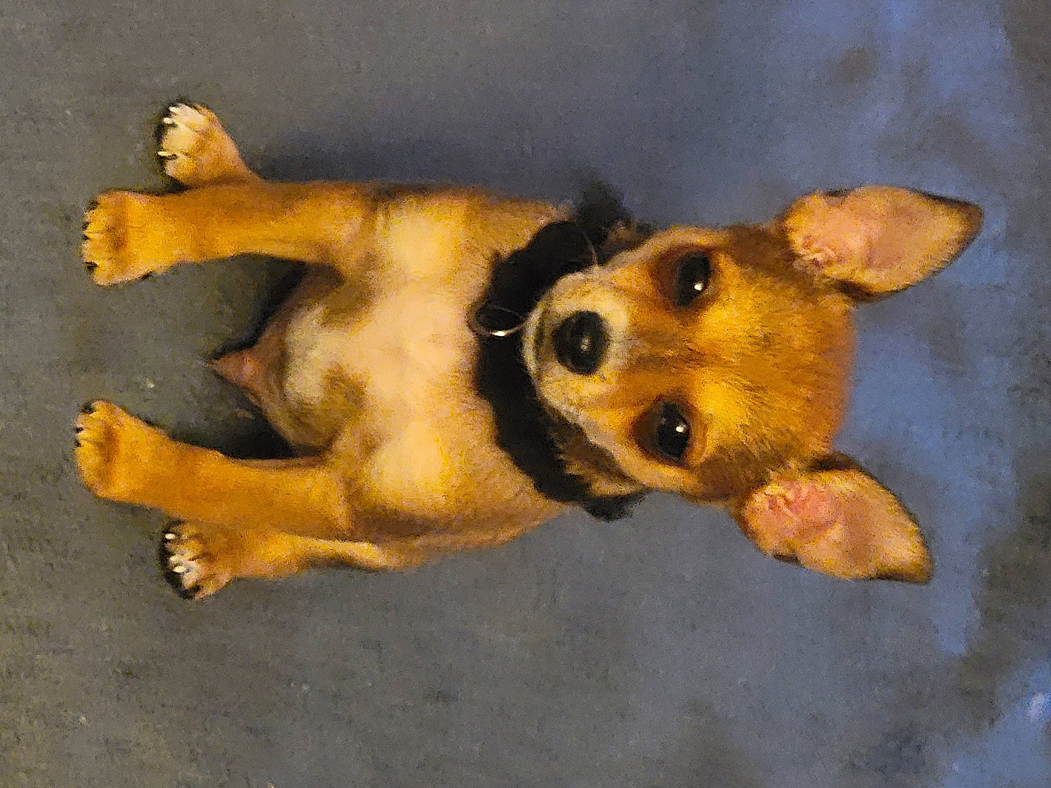 Doobie is registered to the contest to win money with this photo: ancient_dog_breeds, art, canidae, carnivore, companion_dog, dog, dog_breed, fawn, non_sporting_group, paw, snout, sporting_group, street_dog, tail, terrestrial_animal, whiskers, wildlife, working_animal