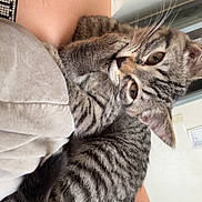 Willow joined the competition — help win amazing prizes! kitten, cat, tabby, pet, animal, feline, cute, curious, whiskers, fur, young, domestic, cozy, resting, indoor, human_arm, blanket, comfort, closeup, portrait