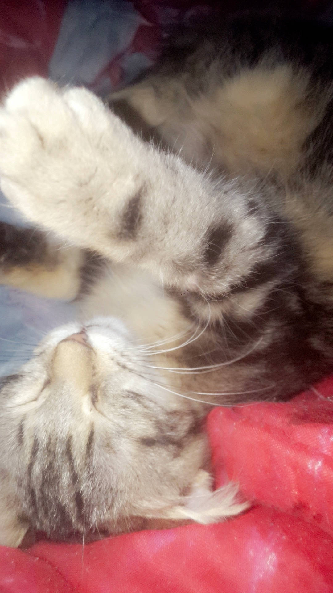 Mytie participe au concours pour gagner de l'argent avec cette photo : carnivore, cat, claw, ear, fawn, felidae, fur, kitten, paw, polydactyl_cat, small_to_medium_sized_cats, tail, whiskers