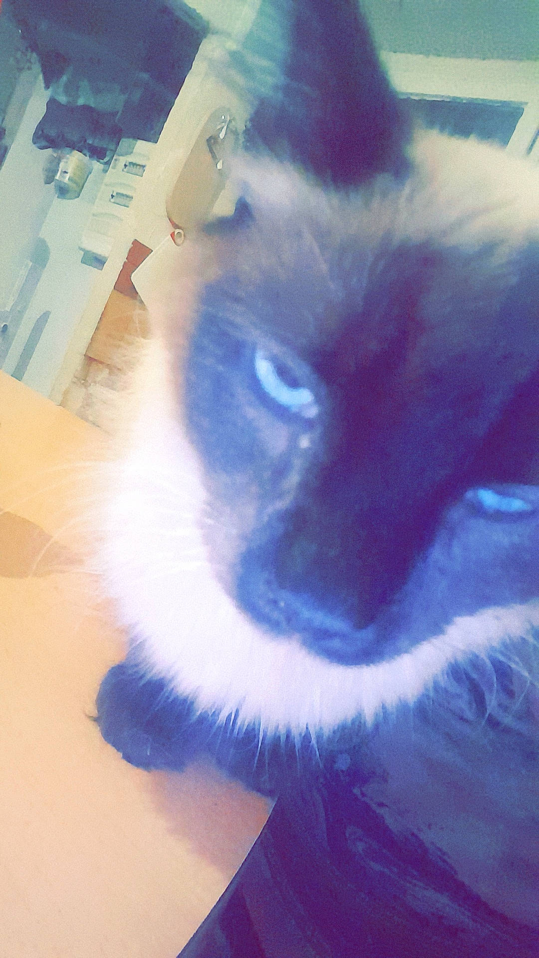 Noisette a rejoint le concours — aidez-le/la à gagner de superbes lots ! birman, blue, canidae, carnivore, cat, ear, eye, felidae, fur, iris, kitten, nose, ragdoll, small_to_medium_sized_cats, snout, tail, whiskers