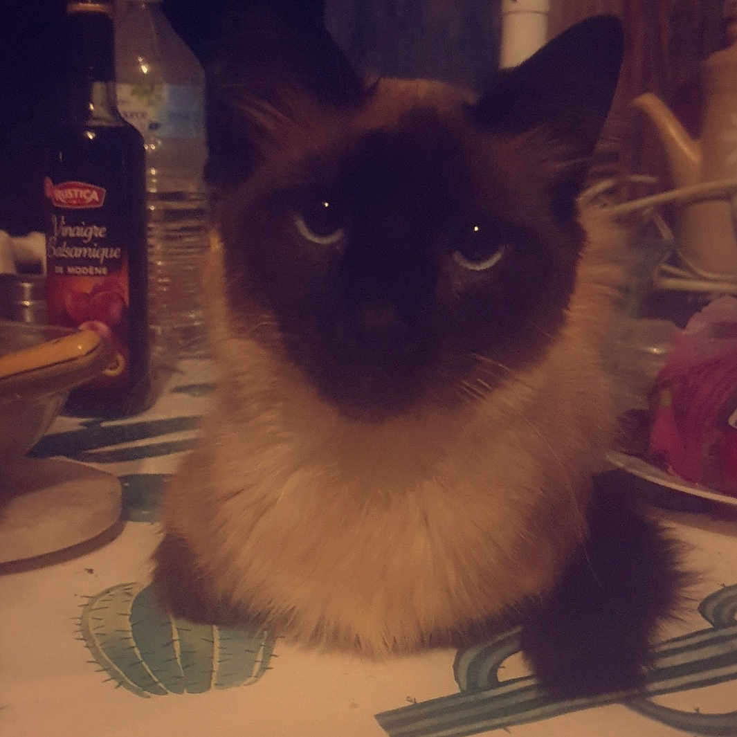 Noisette