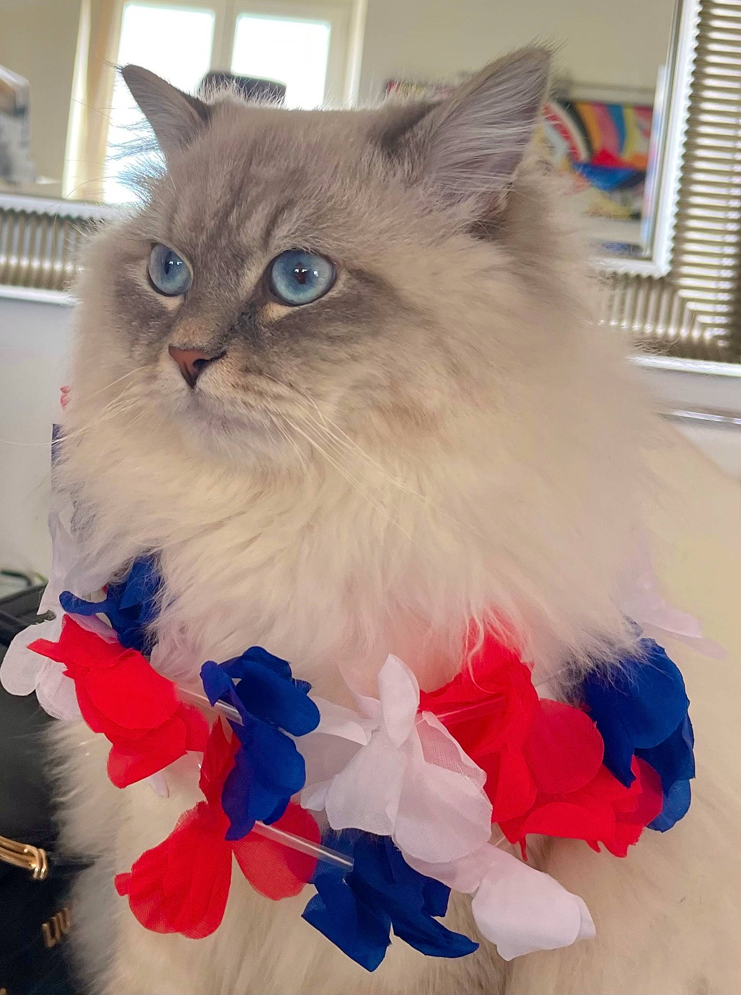 Ti-loup participe au concours pour gagner de l'argent avec cette photo : art, blue, box, british_longhair, carnivore, cat, electric_blue, event, fashion_accessory, fawn, felidae, fur, paw, persian, plant, ragdoll, small_to_medium_sized_cats, tail, whiskers, window_blind