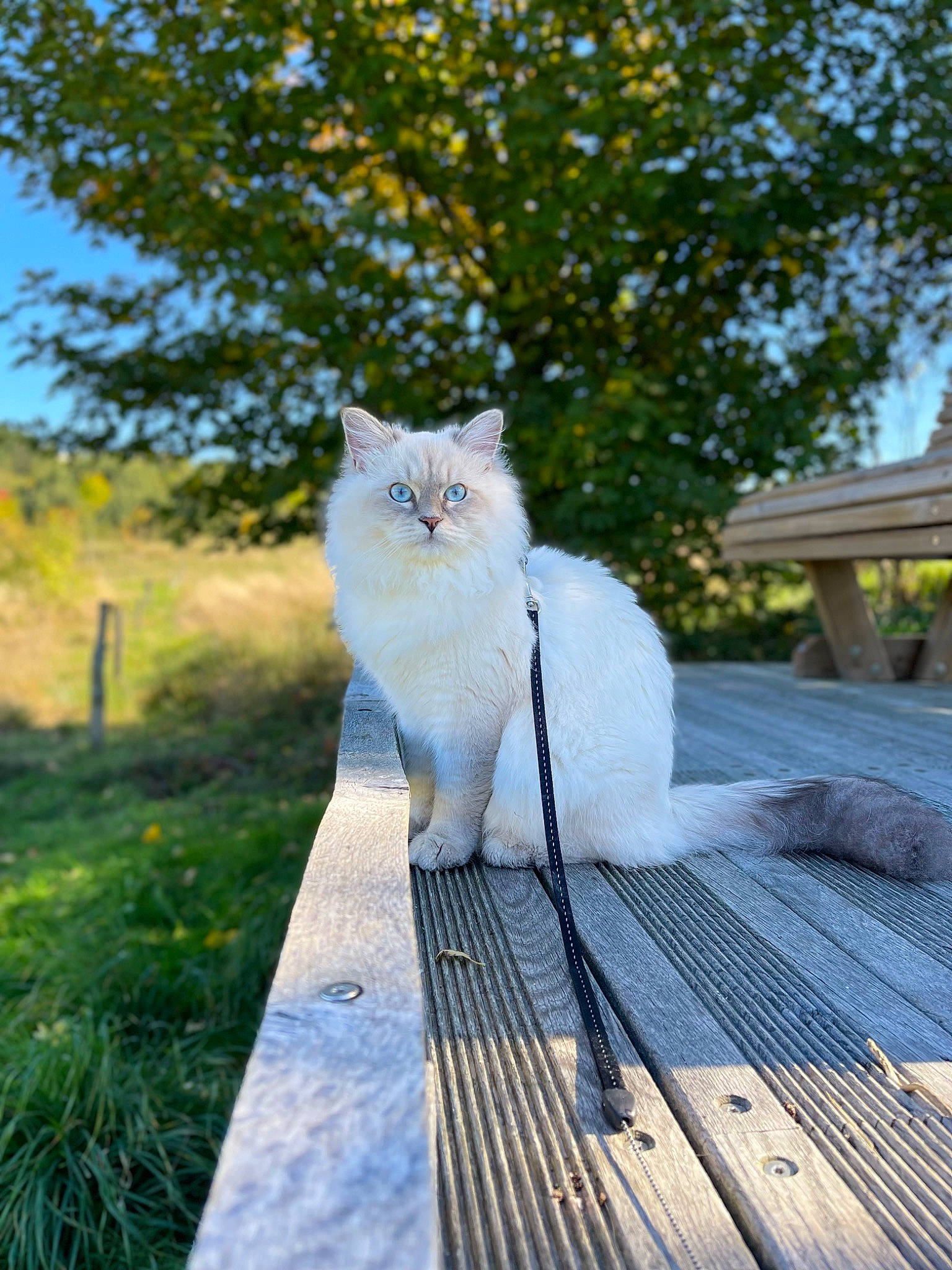 Ti-loup a rejoint le concours — aidez-le/la à gagner de superbes lots ! carnivore, cat, deck, domestic_short_haired_cat, fawn, felidae, fur, grass, hardwood, outdoor_furniture, plant, sitting, sky, small_to_medium_sized_cats, sunlight, tail, tree, walkway, whiskers, wood