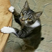 Charlie joined the competition — help win amazing prizes! cat, tabby, gray_cat, white_paws, yellow_eyes, pet, animal, feline, lying_down, sprawling, stretching, indoor, rug, carpet, wood_floor, close_up, playful, whiskers, striped_fur, portrait
