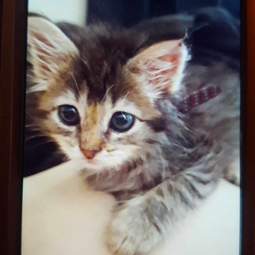 Pistachio is registered to the contest to win money with this photo: carnivore, cat, ear, eye, fawn, felidae, fur, kitten, maine_coon, nose, ojos_azules, photography, polydactyl_cat, siberian, small_to_medium_sized_cats, snapshot, square, tabby_cat, whiskers