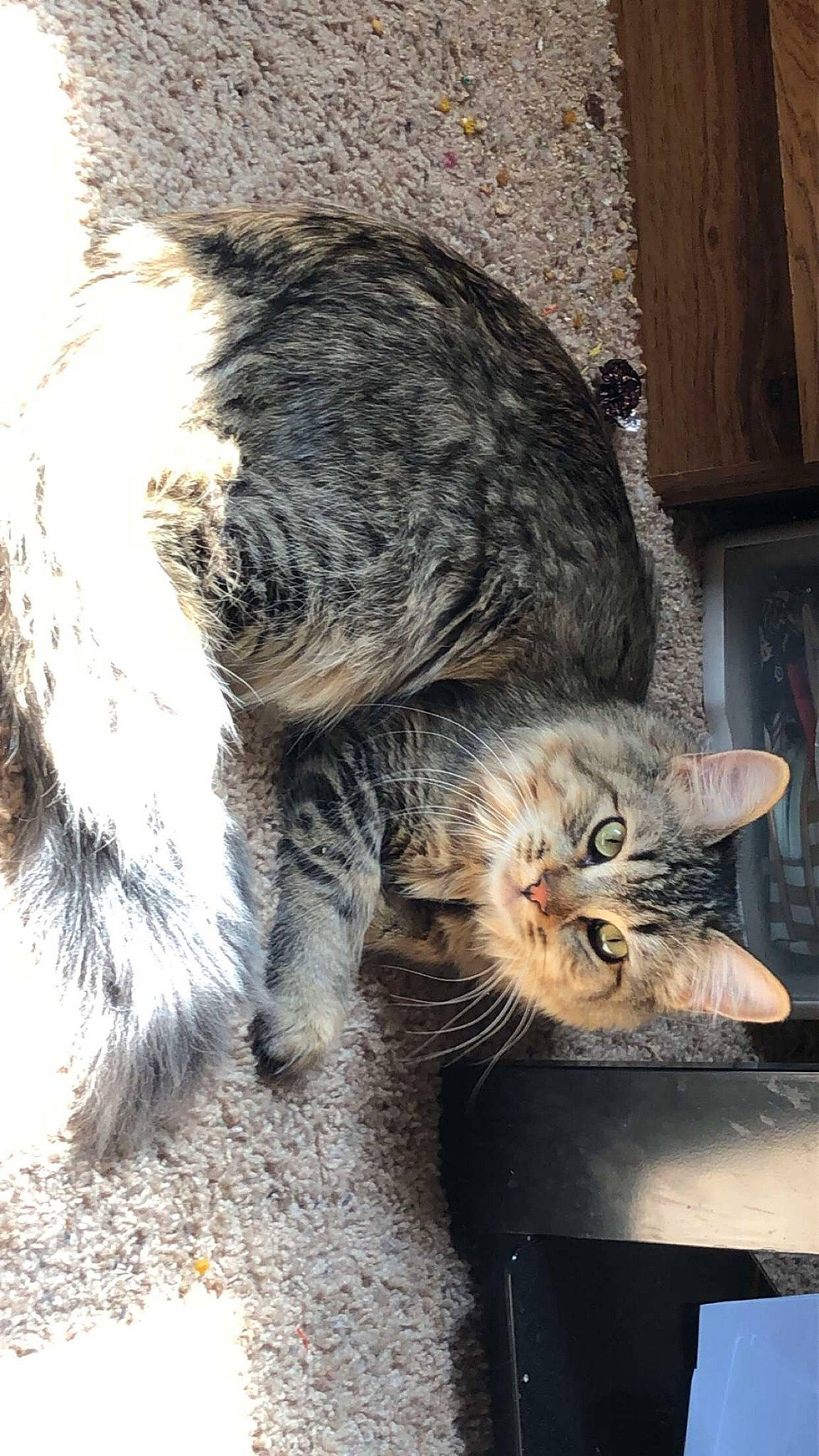 Pistachio joined the competition — help win amazing prizes! asian, carnivore, cat, domestic_short_haired_cat, dragon_li, egyptian_mau, european_shorthair, felidae, fur, kitten, mammal, paw, pixie_bob, polydactyl_cat, small_to_medium_sized_cats, snout, tabby_cat, tail, whiskers, wild_cat