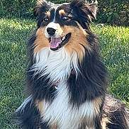 Luna joined the competition — help win amazing prizes! dog, grass, outdoor, happy, blue_eyes, fluffy, sitting, nature, sunlight, greenery, canine, pet, animal, fur, tongue_out, smiling, collar, daylight, portrait, friendly