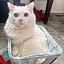Spock is registered to the contest to win money with this photo: cat, white_cat, heterochromia, blue_eye, amber_eye, fluffy_fur, basket, wooden_basket, indoor, pet, curious, feline, closeup, animal, domestic_cat, floor, carpet, household, relaxed, sitting