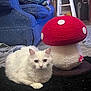 cat, white_cat, fluffy, mushroom, plush, scratching_post, living_room, couch, person, blue_couch, carpet, furniture, indoor, pet, animal, relaxing, sitting, cozy, home, blanket