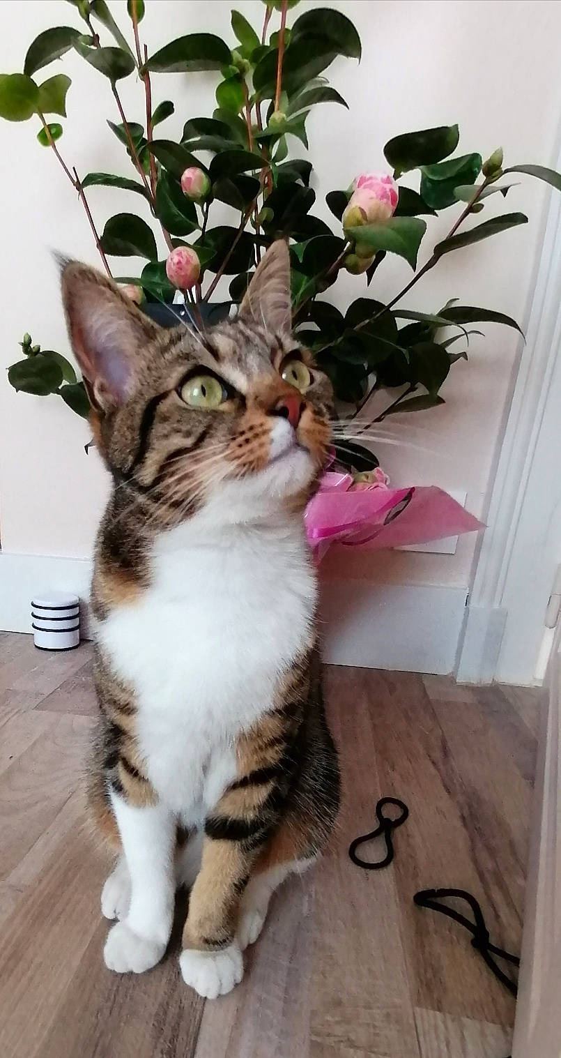 Sweety a rejoint le concours — aidez-le/la à gagner de superbes lots ! art, carnivore, cat, domestic_short_haired_cat, door, felidae, flower, flowering_plant, flowerpot, fur, grass, houseplant, paw, petal, plant, sitting, small_to_medium_sized_cats, tail, tree, whiskers