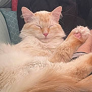 Bao a rejoint le concours — aidez-le/la à gagner de superbes lots ! cat, fluffy, cream_colored, pink_nose, pink_paw_pads, relaxed, sleeping, pet, feline, cozy, cushion, indoor, cute, whiskers, soft_fur, close_up, resting, domestic_animal, paw, comfort