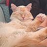 cat, fluffy, cream_colored, pink_nose, pink_paw_pads, relaxed, sleeping, pet, feline, cozy, cushion, indoor, cute, whiskers, soft_fur, close_up, resting, domestic_animal, paw, comfort