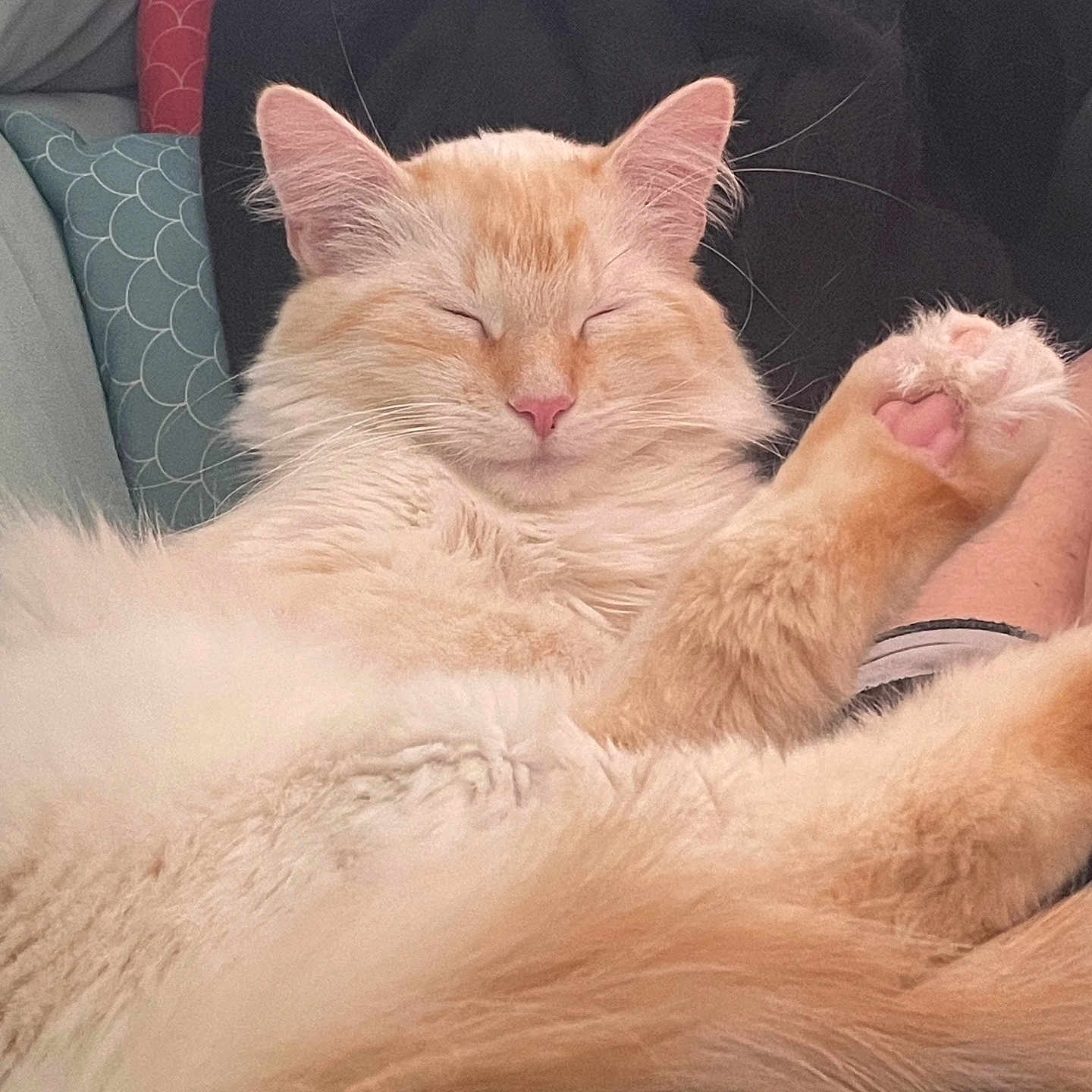 Bao a rejoint le concours — aidez-le/la à gagner de superbes lots ! cat, fluffy, cream_colored, pink_nose, pink_paw_pads, relaxed, sleeping, pet, feline, cozy, cushion, indoor, cute, whiskers, soft_fur, close_up, resting, domestic_animal, paw, comfort