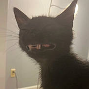 Sven is registered to the contest to win money with this photo: cat, black_cat, blurry, indoor, pet, animal, feline, ears, whiskers, silhouette, light, wall, outlet, cord, bed, funny_face, mouth_open, fur, cute, shadow