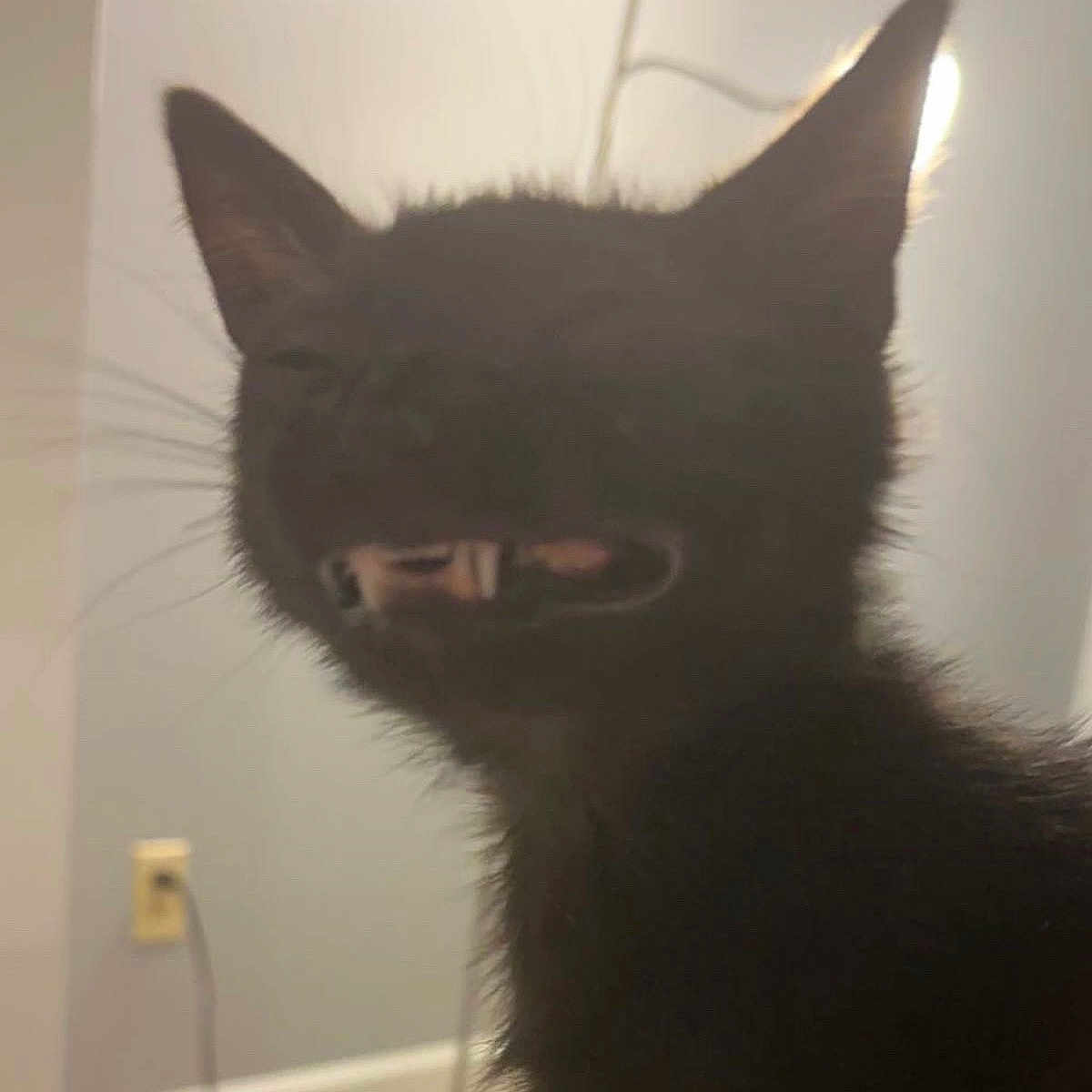 Sven is registered to the contest to win money with this photo: cat, black_cat, blurry, indoor, pet, animal, feline, ears, whiskers, silhouette, light, wall, outlet, cord, bed, funny_face, mouth_open, fur, cute, shadow