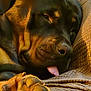dog, rottweiler, sleeping, paw, tongue, close_up, pet, animal, brown, fur, blanket, cozy, resting, indoors, cute, peaceful, relaxed, texture, soft_light, portrait