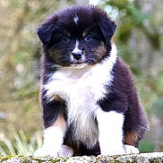 Azyelle participe au concours pour gagner de l'argent avec cette photo : puppy, dog, outdoor, nature, moss, rock, fur, cute, animal, pet, portrait, young, sitting, fluffy, black_and_white, brown, adorable, eyes, canine, closeup