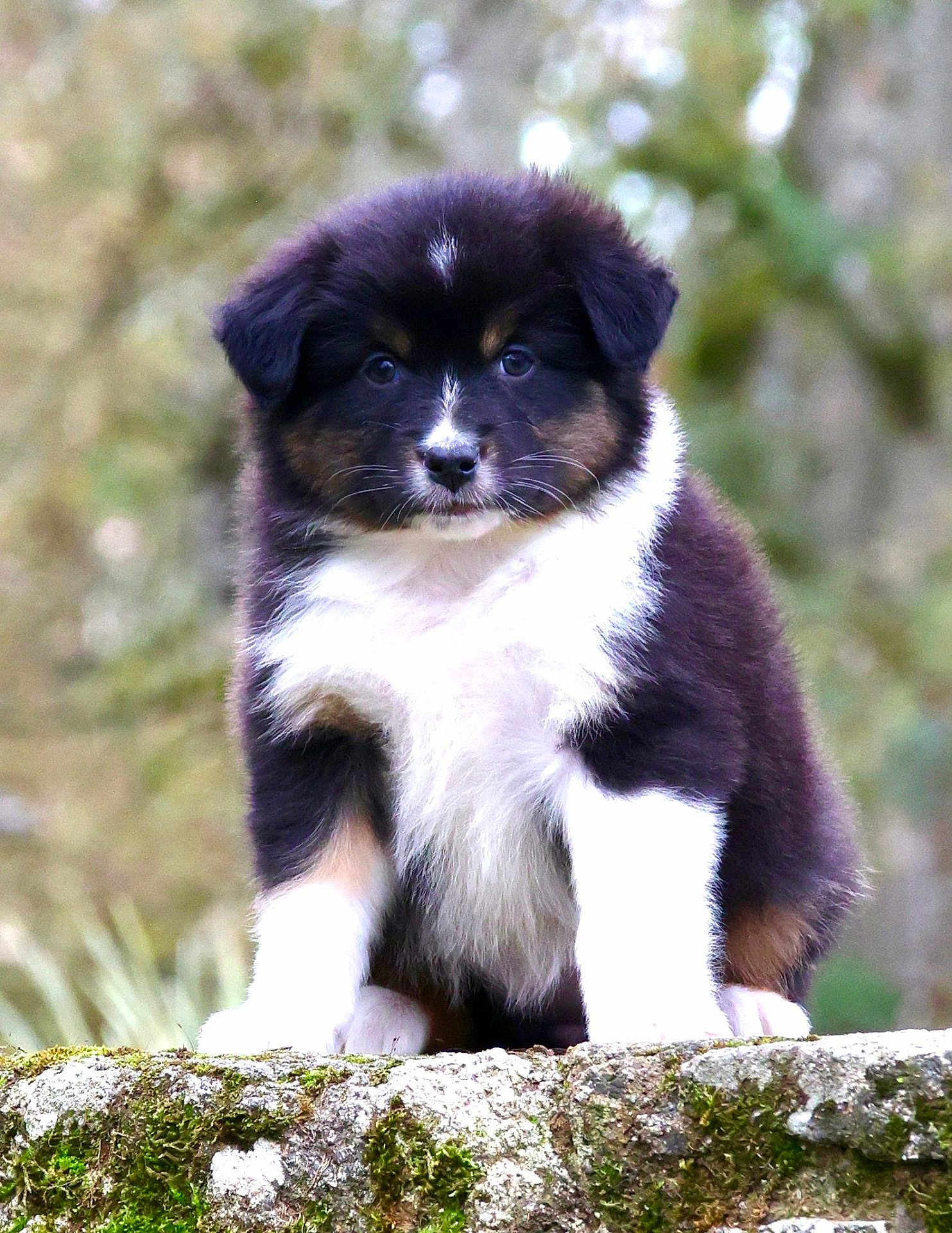 Azyelle participe au concours pour gagner de l'argent avec cette photo : puppy, dog, outdoor, nature, moss, rock, fur, cute, animal, pet, portrait, young, sitting, fluffy, black_and_white, brown, adorable, eyes, canine, closeup