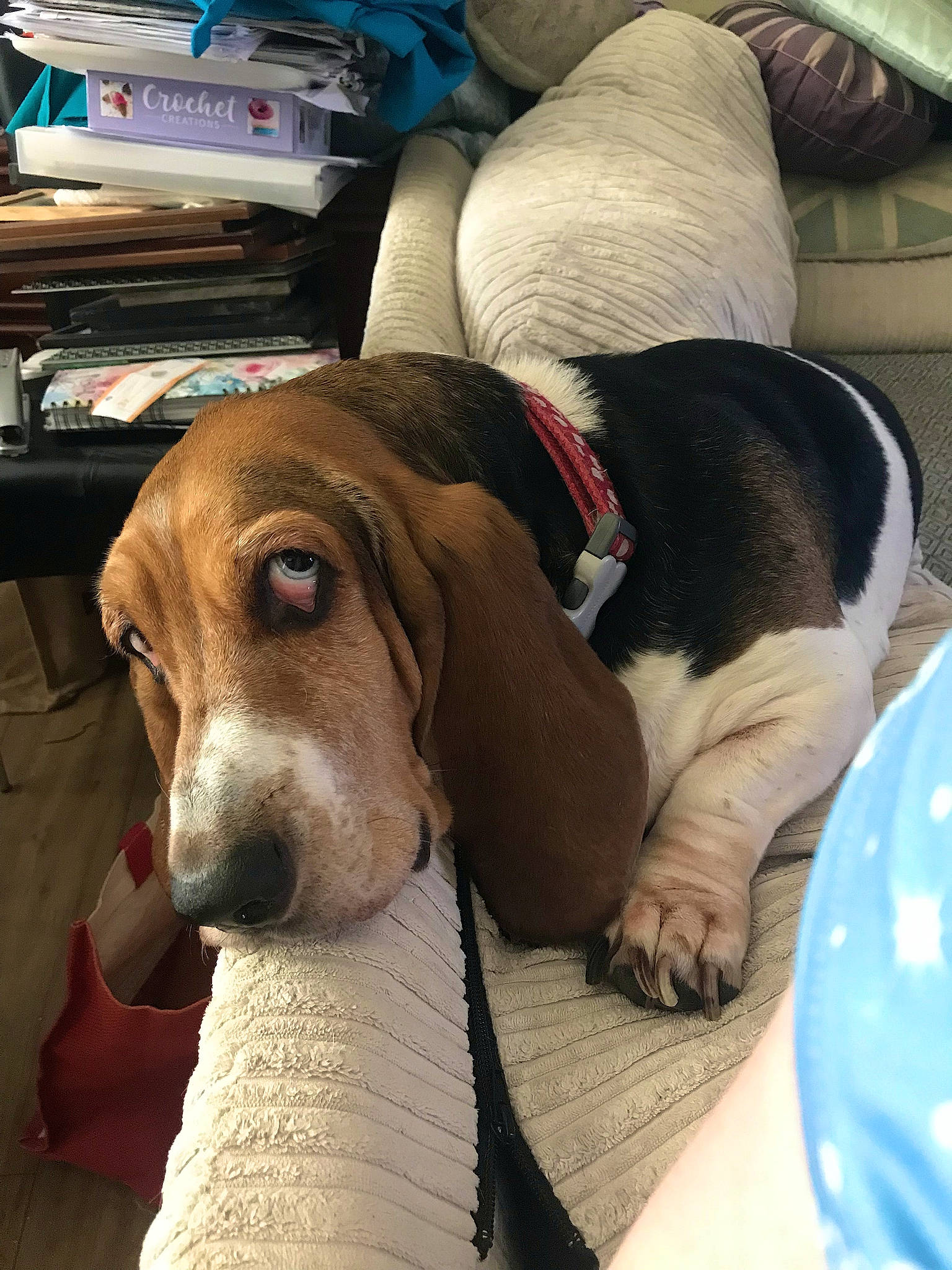 Poppy is registered to the contest to win money with this photo: carnivore, collar, comfort, companion_dog, dog, dog_breed, dog_supply, fawn, fur, gun_dog, hound, liver, nap, pet_supply, puppy, puppy_love, scent_hound, snout, sporting_group, working_animal