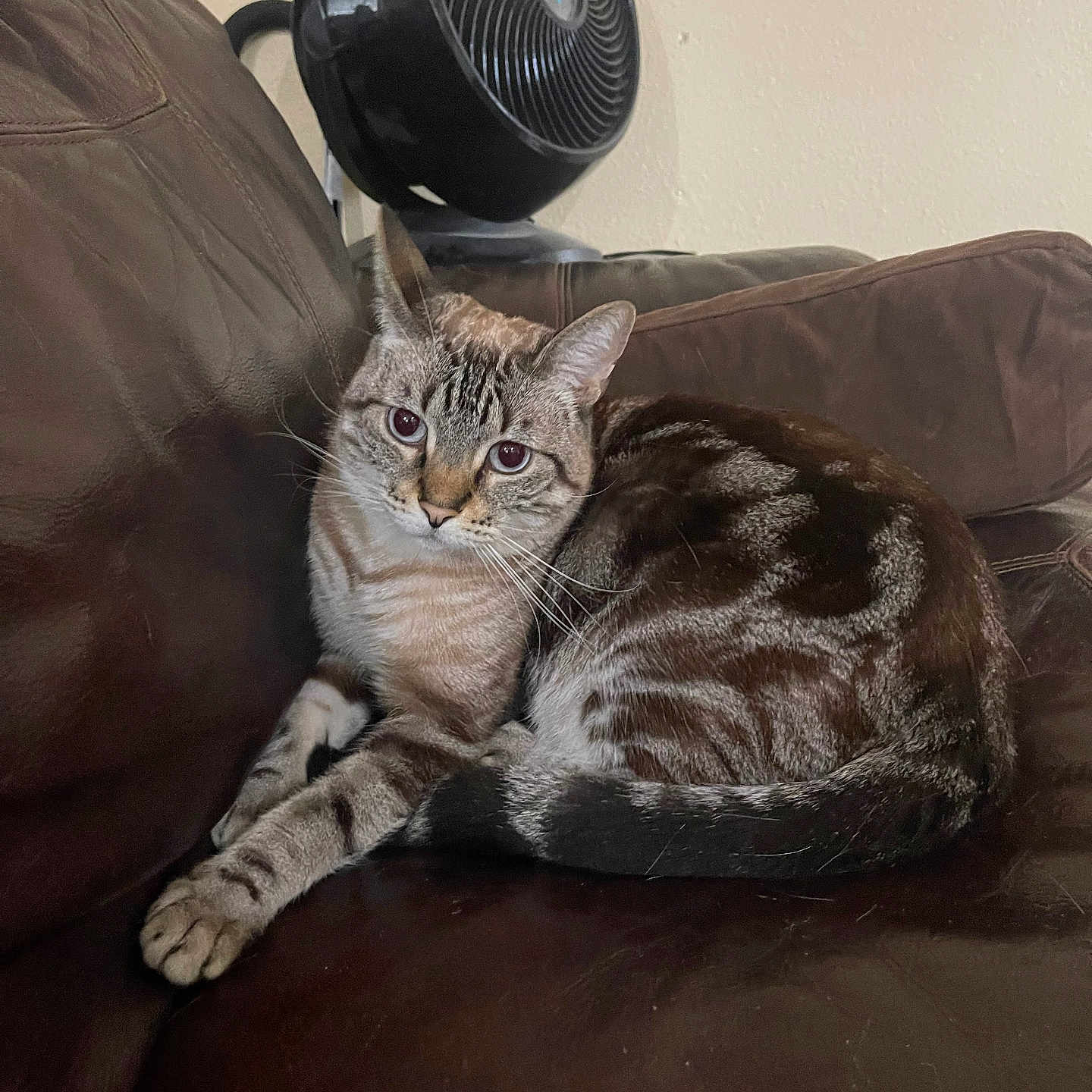 Bella is registered to the contest to win money with this photo: animal, appliance, beanbag, blanket, cat, chair, couch, cushion, device, electricaldevice, electricfan, electronics, furniture, heater, kitten, manx, person, pet, sleeping, speaker