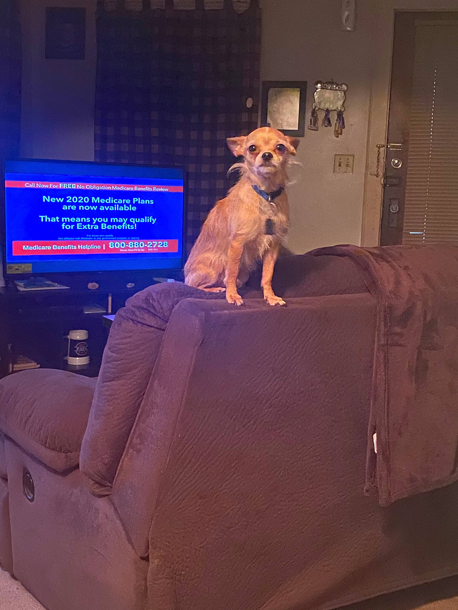 Abu is registered to the contest to win money with this photo: canidae, carnivore, chair, companion_dog, dog, dog_breed, fawn, furniture