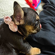 Chloe Williams joined the competition — help win amazing prizes! black_fur, blanket, bow, chihuahua, close_up, cozy, dog, ear, human_leg, indoor, lap, paw, pet, plush_toy, portrait, puppy, sitting, tan_markings, toy, velvet_bow