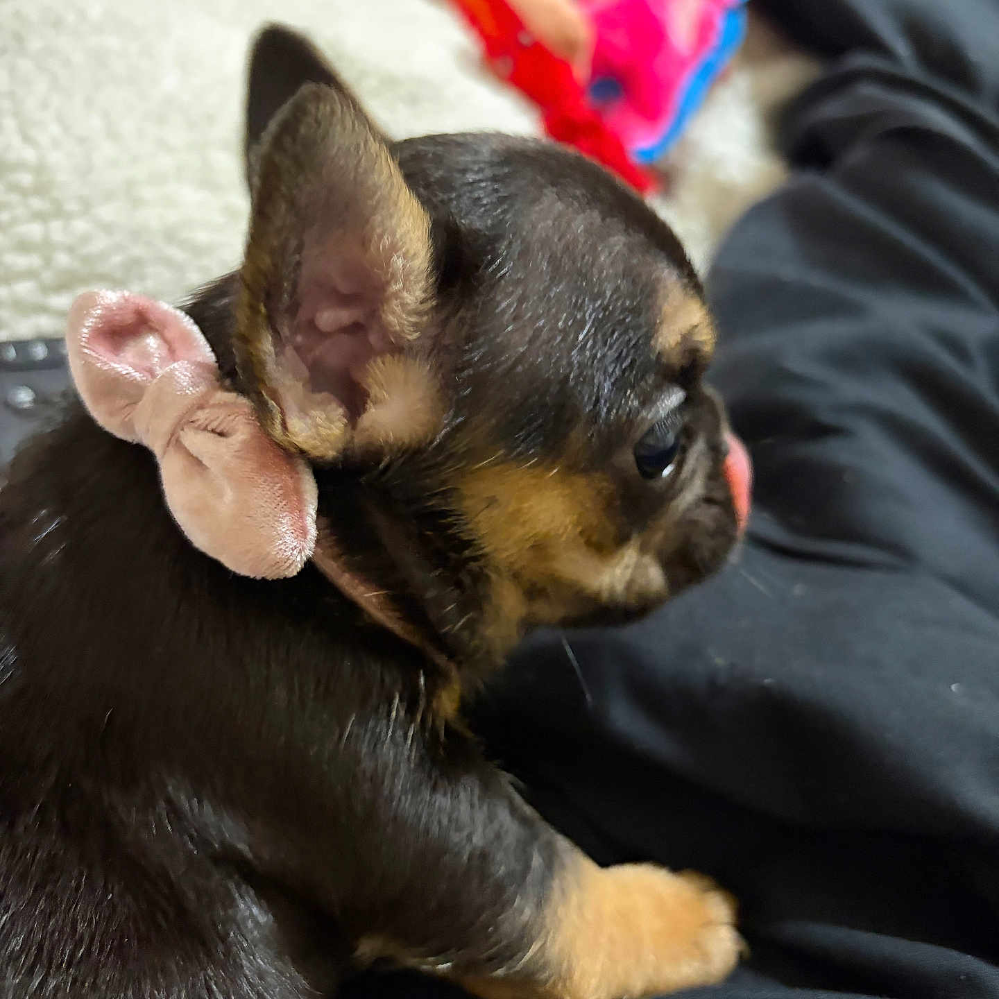 Chloe Williams joined the competition — help win amazing prizes! black_fur, blanket, bow, chihuahua, close_up, cozy, dog, ear, human_leg, indoor, lap, paw, pet, plush_toy, portrait, puppy, sitting, tan_markings, toy, velvet_bow