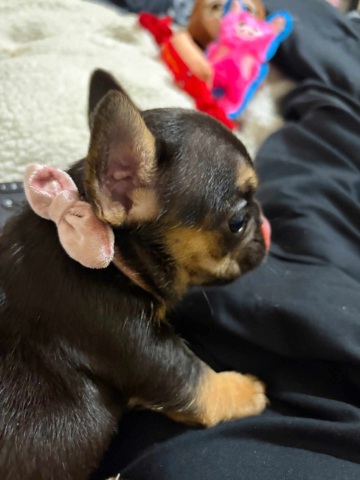 Chloe Williams joined the competition — help win amazing prizes! black_fur, blanket, bow, chihuahua, close_up, cozy, dog, ear, human_leg, indoor, lap, paw, pet, plush_toy, portrait, puppy, sitting, tan_markings, toy, velvet_bow