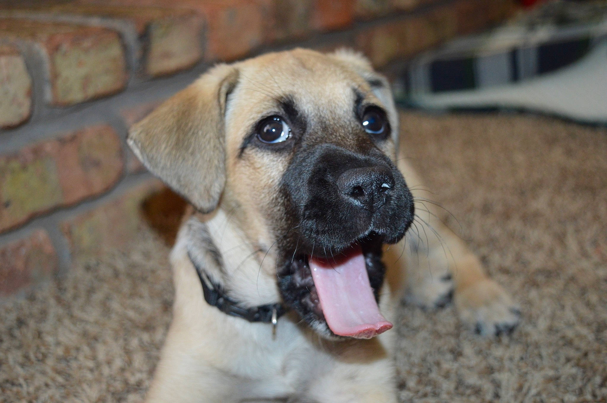 Baileys joined the competition — help win amazing prizes! ancient_dog_breeds, canidae, carnivore, collar, companion_dog, dog, dog_breed, fawn, fur, mortar, paw, street_dog, terrestrial_animal, whiskers, working_animal, working_dog