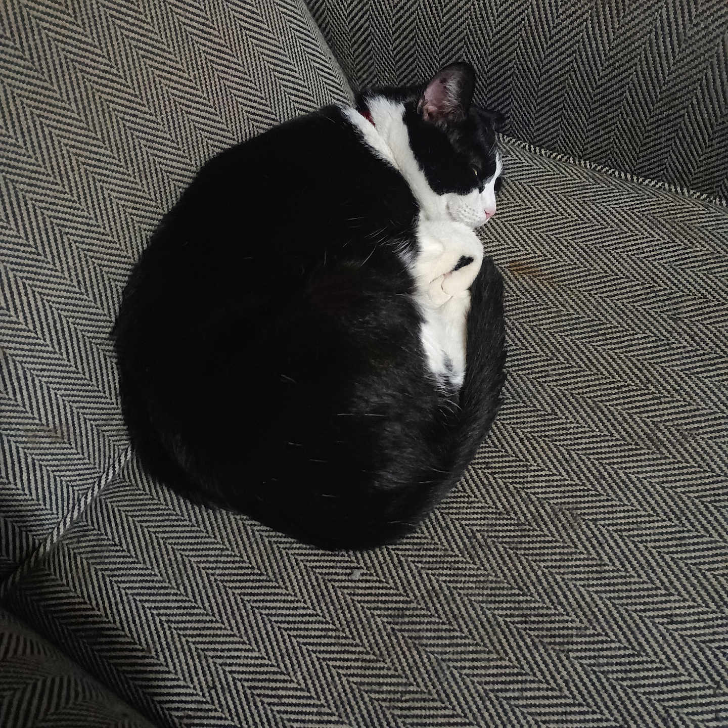 Boots is registered to the contest to win money with this photo: animal, architecture, armchair, blackcat, building, cat, chair, couch, cushion, furniture, homedecor, indoors, interiordesign, kitten, livingroom, manx, person, pet, room, sleeping