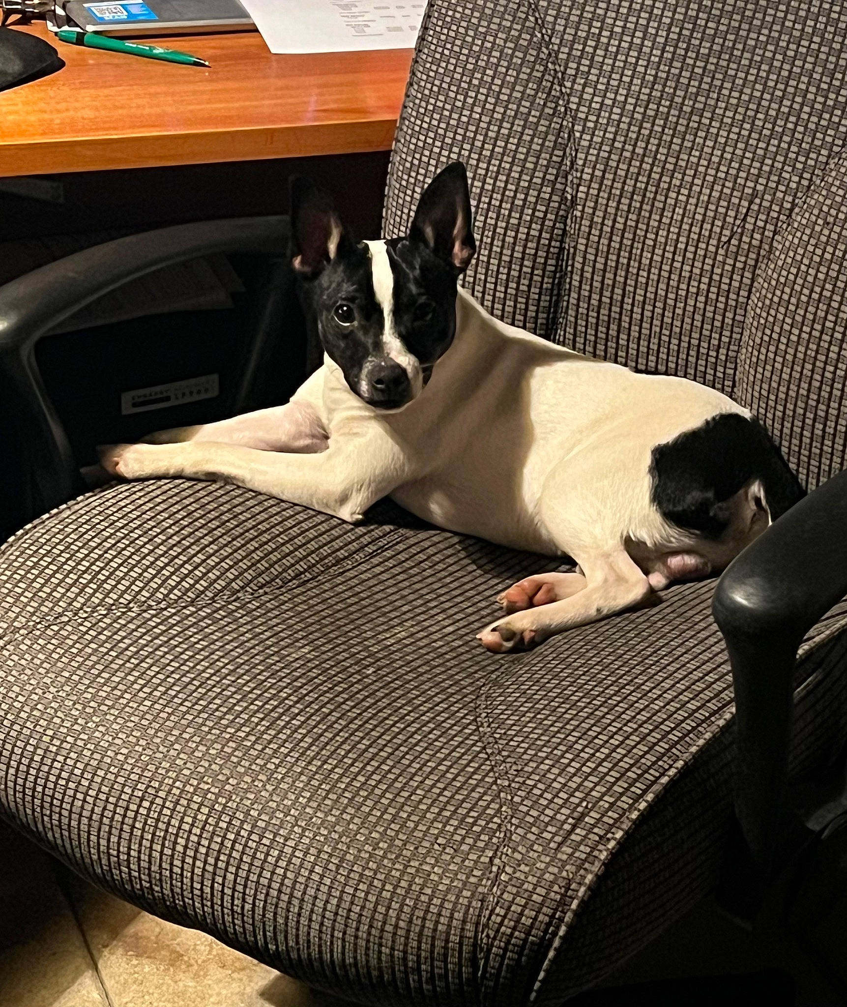 Marty joined the competition — help win amazing prizes! boston_terrier, canidae, carnivore, comfort, companion_dog, dog, dog_breed, dog_supply, fawn, felidae, linens, nap, puppy, room, small_terrier, snout, sporting_group, terrier, toy_dog, working_animal