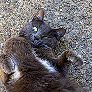 Kitty joined the competition — help win amazing prizes! cat, gray_cat, green_eyes, pet, animal, feline, playing, relaxed, outdoor, pebble_ground, fur, whiskers, cute, lying_down, close_up, roll_over, paws, nature, domestic_animal, friendly