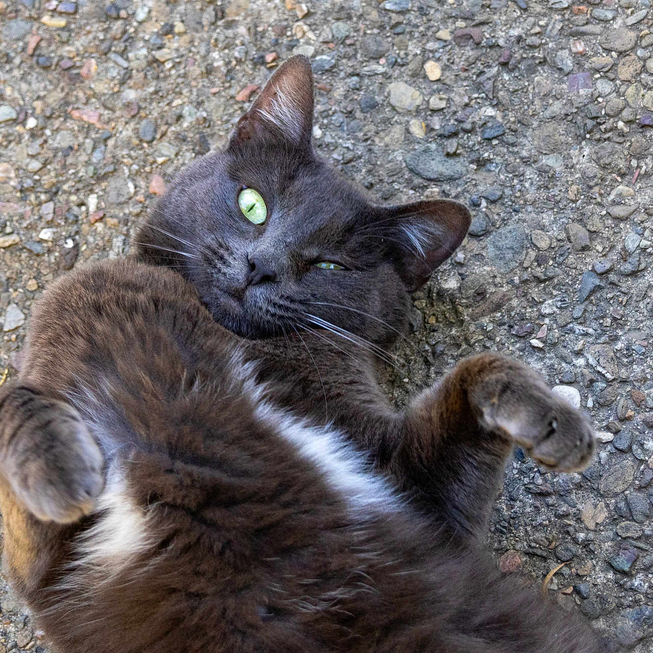Kitty