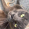 Kitty joined the competition — help win amazing prizes! cat, black_cat, close_up, green_eyes, whiskers, outdoor, leaves, curious, feline, pet, animal, nature, blurred, texture, fur, snout, eye_contact, playful, ground
