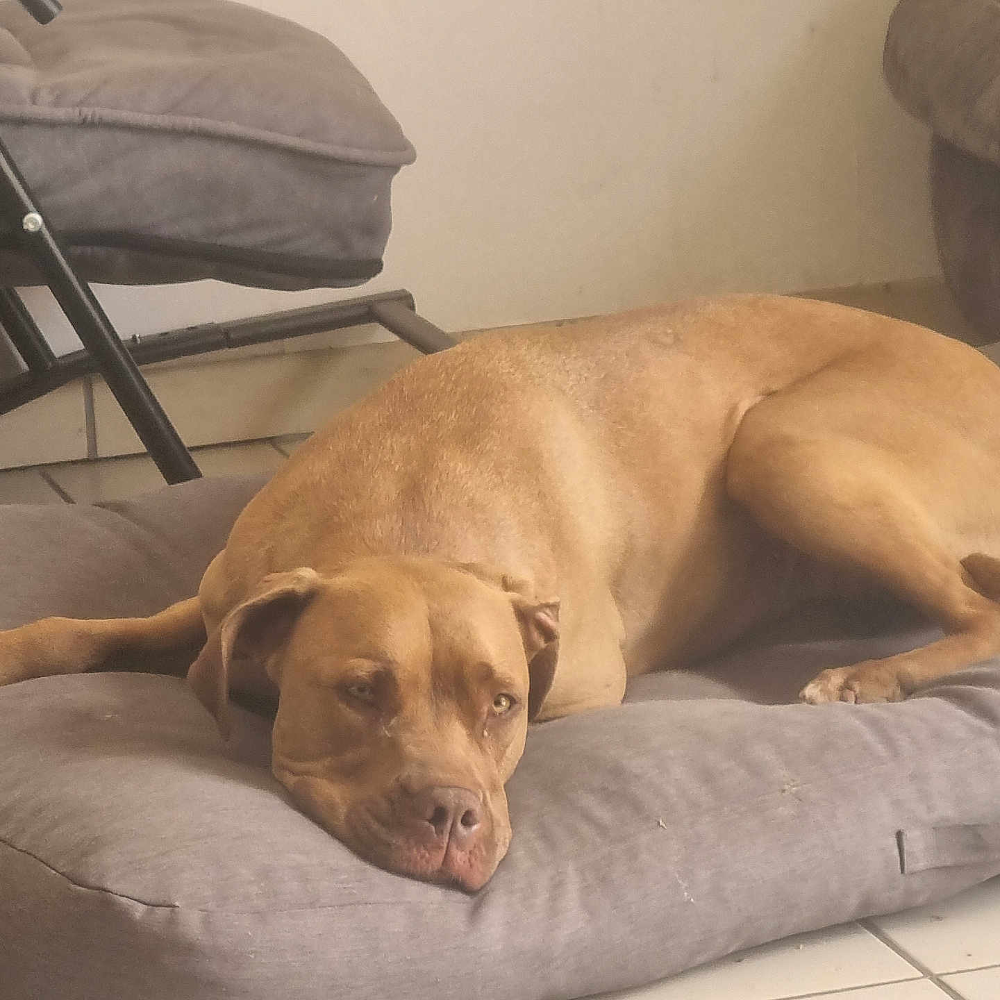 Tyla participe au concours pour gagner de l'argent avec cette photo : dog, brown_dog, pet, indoor, cushion, floor, tile_floor, resting, sleepy, relaxed, furniture, chair, home, canine, animal, domestic_animal, laying_down, ear, paw, nose