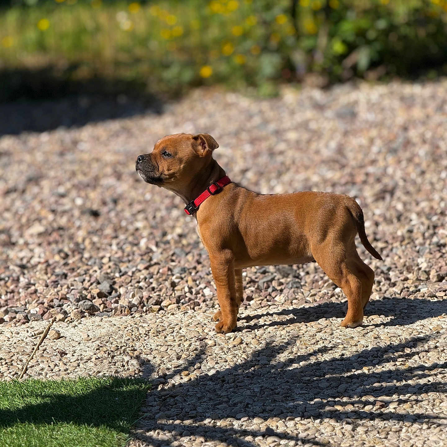 Chanel participe au concours pour gagner de l'argent avec cette photo : accessories, animal, boxer, bulldog, canine, dog, grass, gravel, hound, nature, outdoors, path, pebble, pet, plant, puppy, road, rock, soil, strap