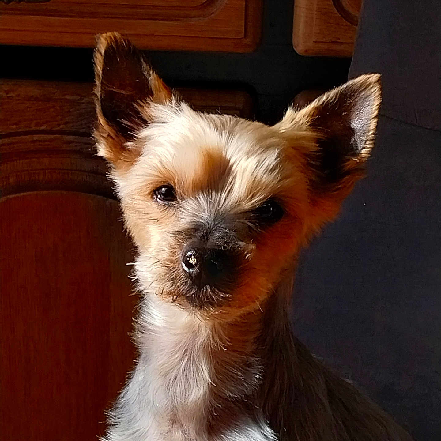 Loulou participe au concours pour gagner de l'argent avec cette photo : dog, small_dog, pet, indoor, wooden_table, kitchen_cabinet, sunlight, shadow, ears, fur, face, animal, curious, calm, portrait, closeup, companion, domestic, cozy, scruffy