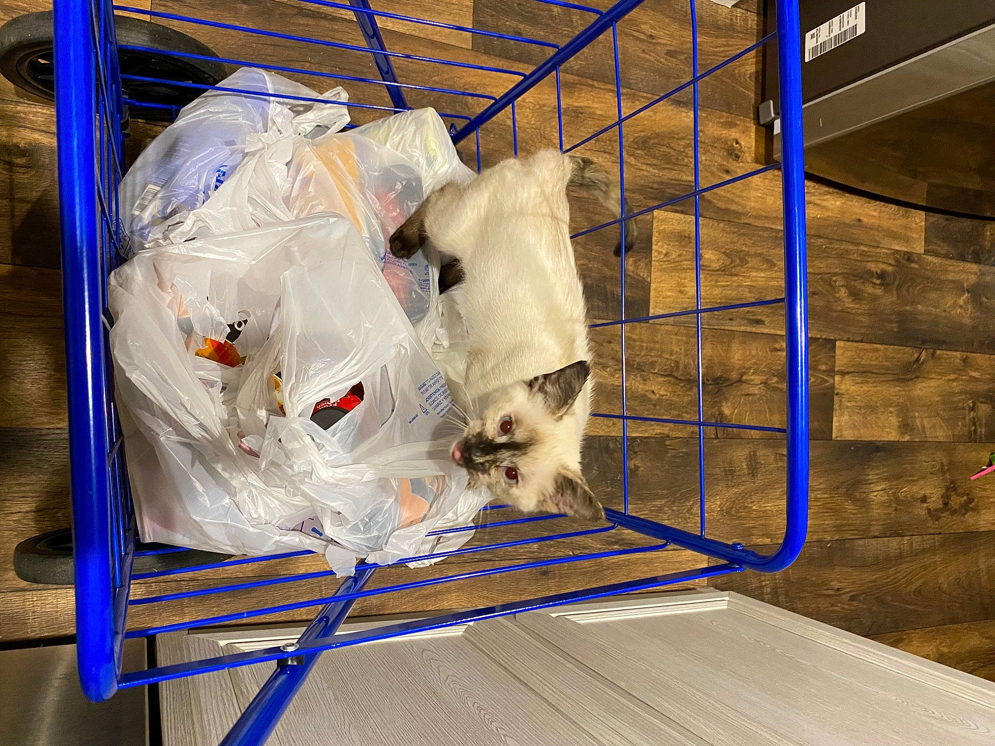 Allie joined the competition — help win amazing prizes! animal_shelter, canidae, carnivore, cat, companion_dog, dog_breed, electric_blue, felidae, flooring, fur, hardwood, machine, pet_supply, plastic_bag, small_to_medium_sized_cats, snout, sporting_group, whiskers, wire, wood