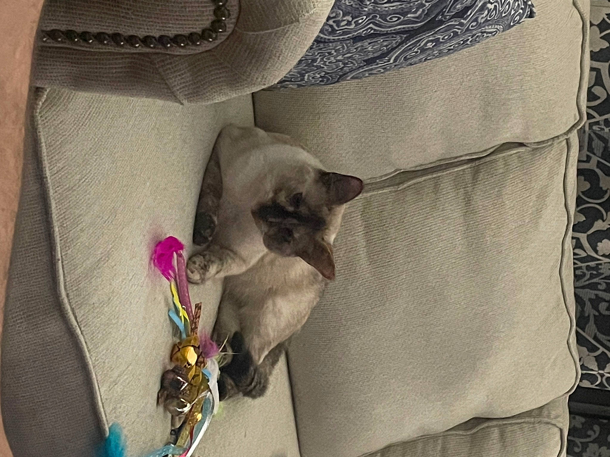 Allie joined the competition — help win amazing prizes! bag, carnivore, cat, collar, comfort, dog_breed, fashion_accessory, fawn, felidae, fur, grey, jewellery, linens, luggage_and_bags, magenta, pattern, siamese, small_to_medium_sized_cats, textile, whiskers