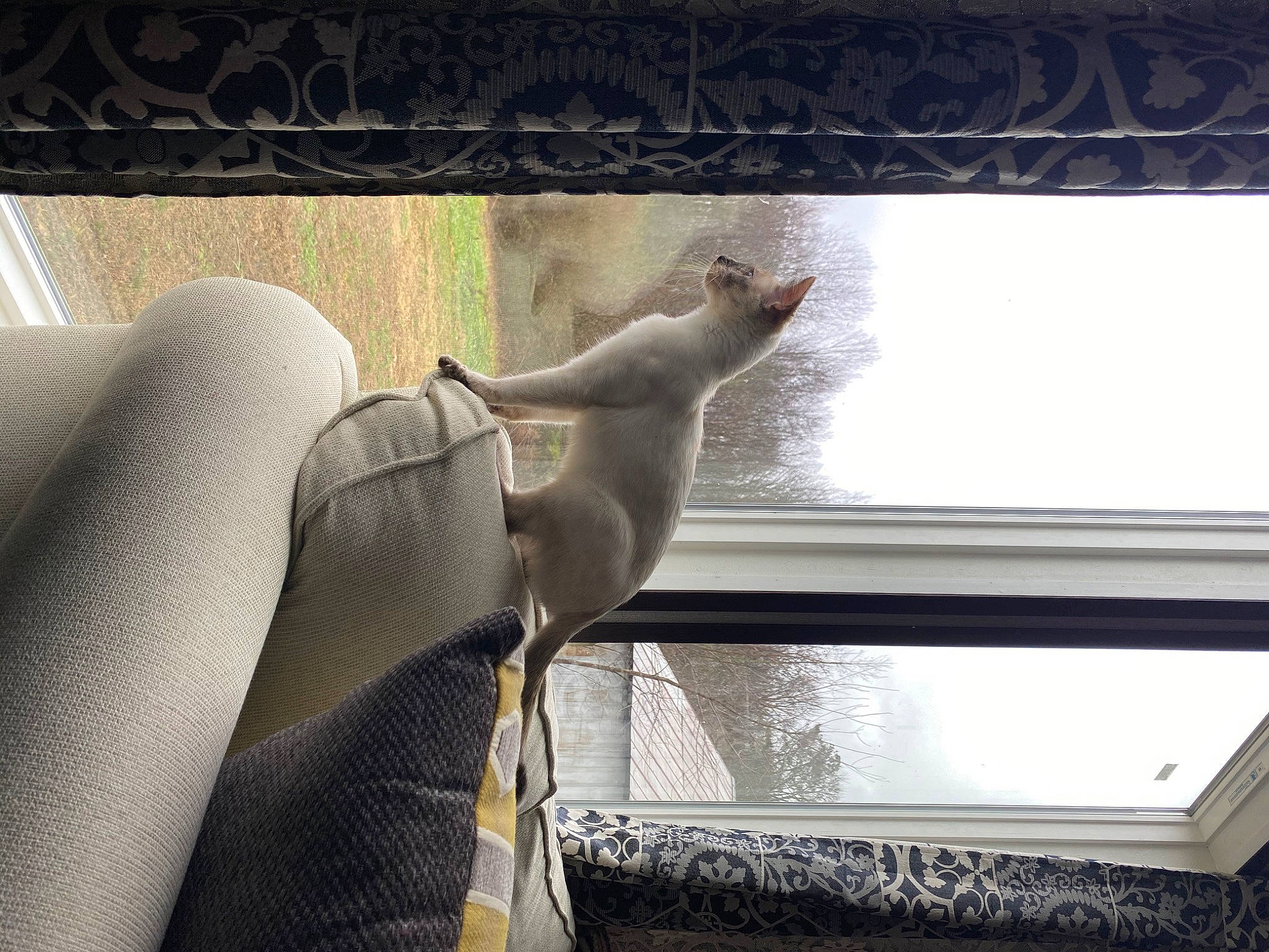 Allie is registered to the contest to win money with this photo: auto_part, automotive_exterior, car_seat, comfort, foot, glass, human_leg, interior_design, knee, sash_window, shade, tail, thigh, tints_and_shades, vehicle_door, window, window_covering, window_treatment, windshield, wood