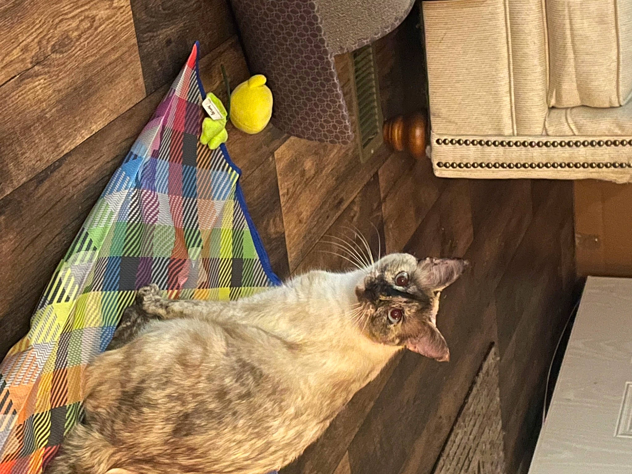 Allie is registered to the contest to win money with this photo: art, carnivore, cat, comfort, domestic_short_haired_cat, fawn, felidae, flooring, fur, hardwood, illustration, linens, pattern, room, small_to_medium_sized_cats, tail, visual_arts, whiskers, wood