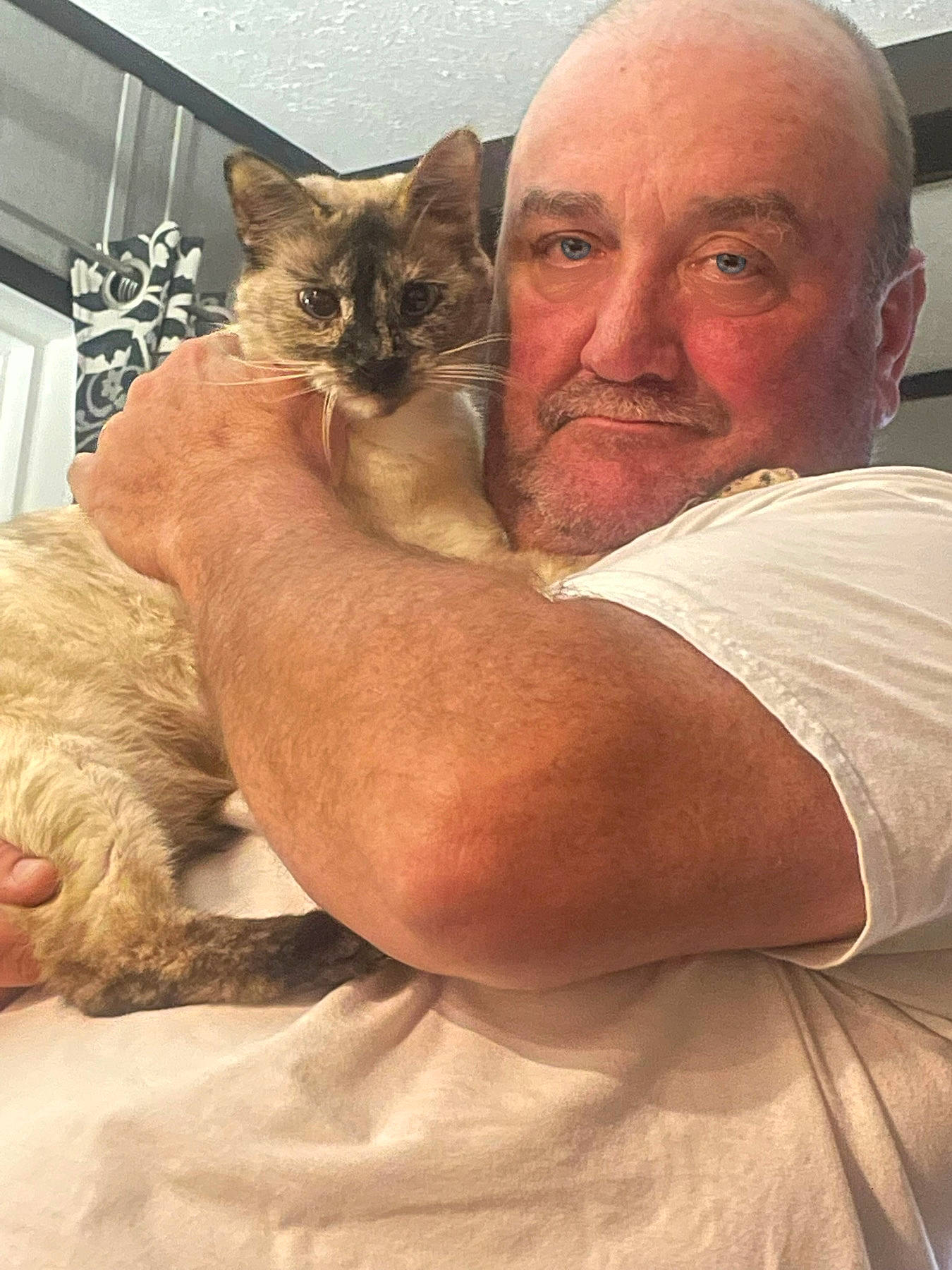 Allie joined the competition — help win amazing prizes! beard, carnivore, cat, comfort, domestic_short_haired_cat, ear, fawn, felidae, fur, gesture, happy, lap, liver, mammal, sitting, skin, small_to_medium_sized_cats, smile, whiskers, wrinkle